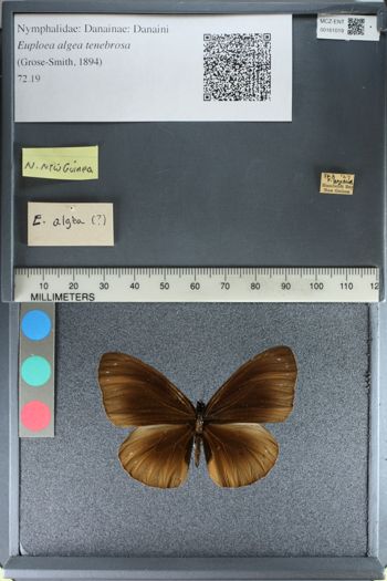 Media type: image;   Entomology 161019